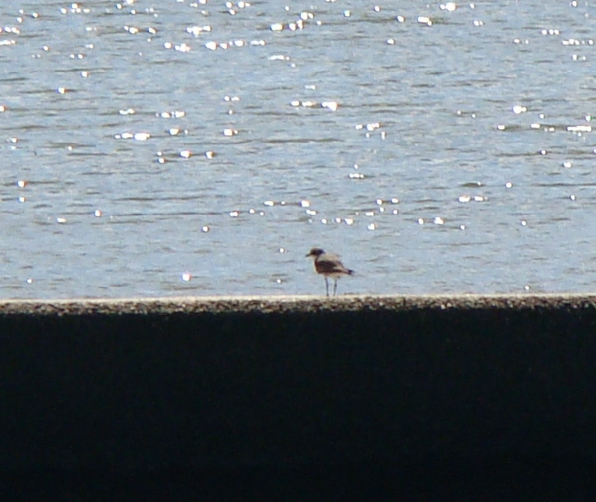Semipalmated Plover - ML115311711