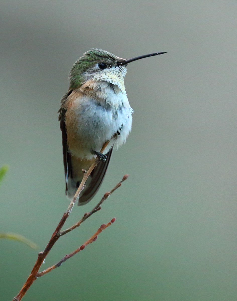 Calliope Hummingbird - David Barton