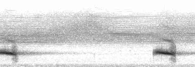 Тукан чорнодзьобий (підвид ariel) - ML115315
