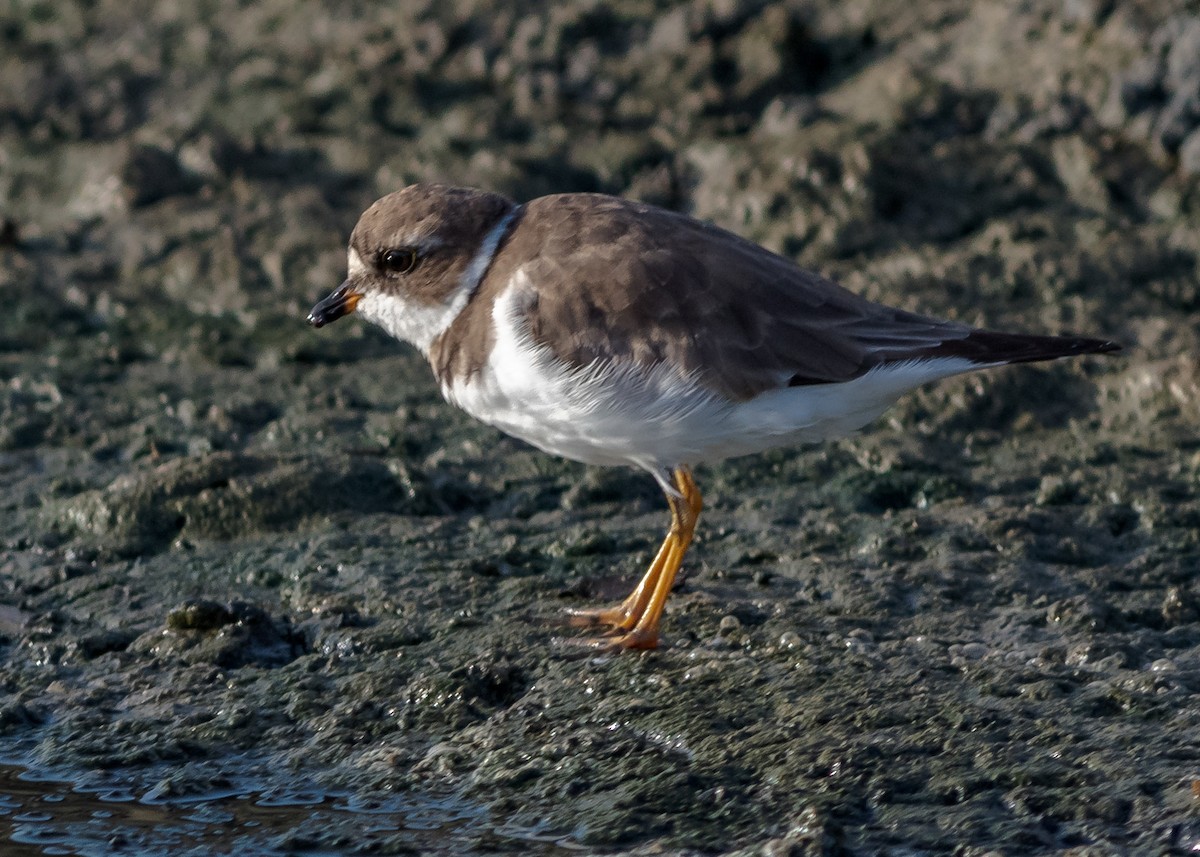 Semipalmated Plover - ML115316571