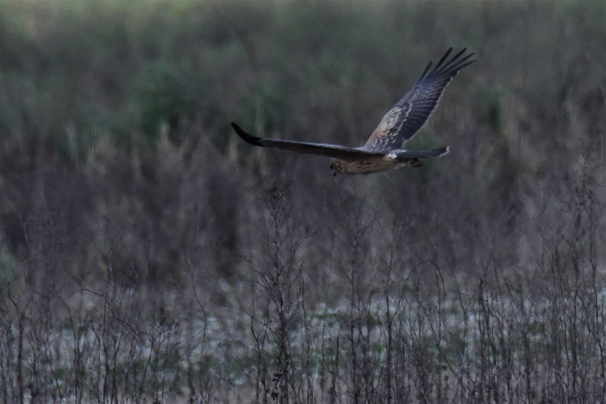 Spotted Harrier - ML115320761