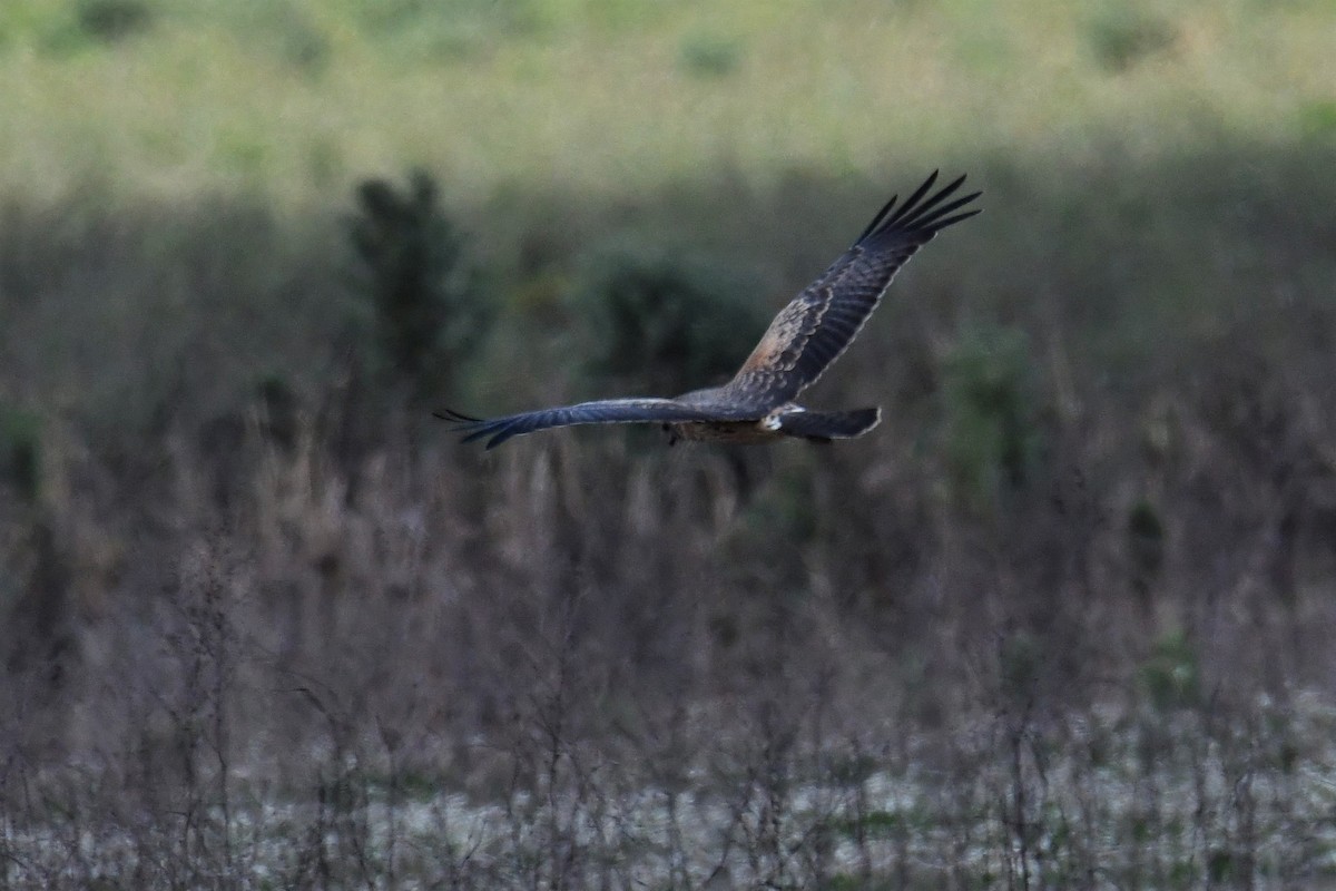 Spotted Harrier - ML115320781