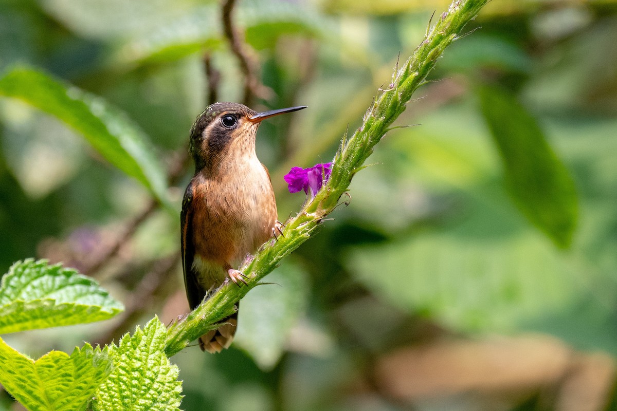 Speckled Hummingbird - Bob Hasenick