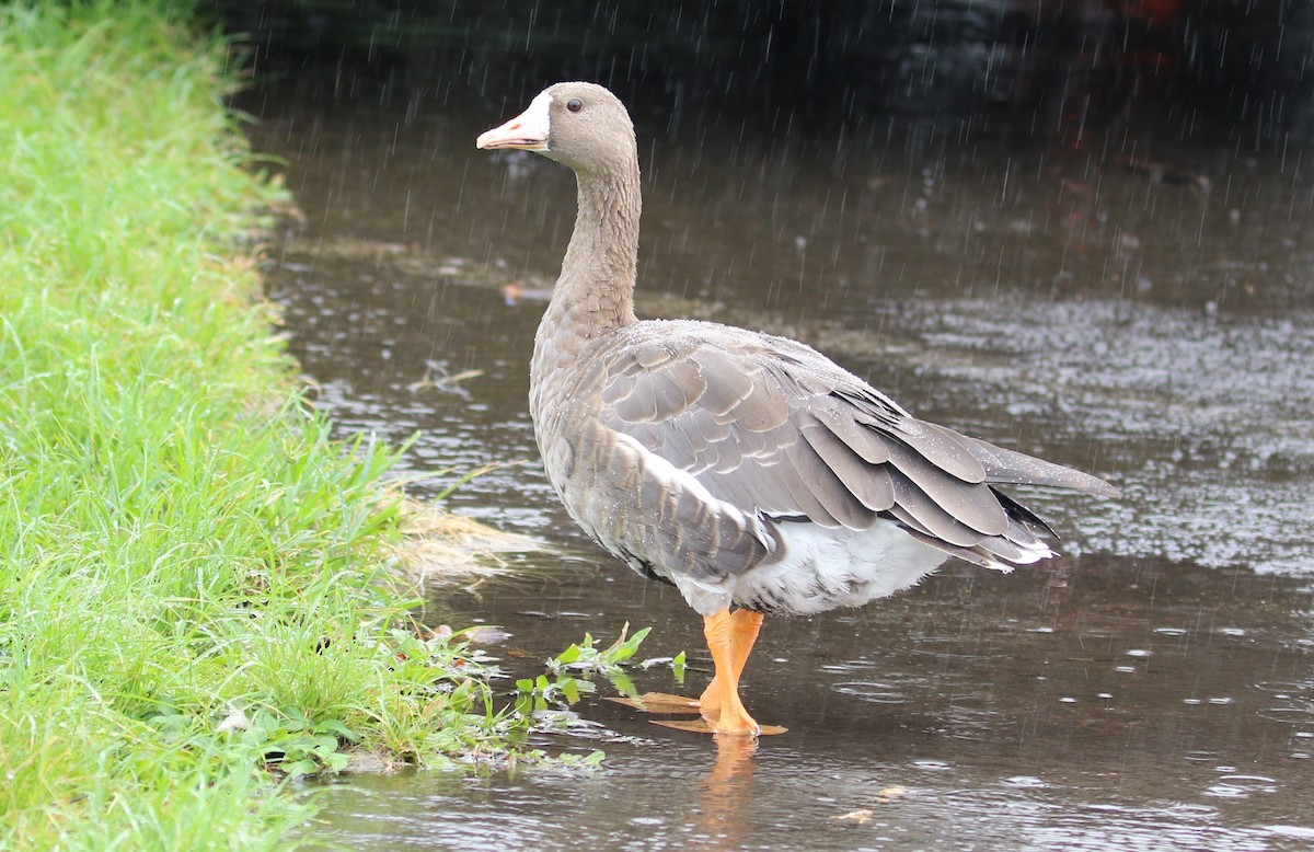 Greater White-fronted Goose - ML115327761