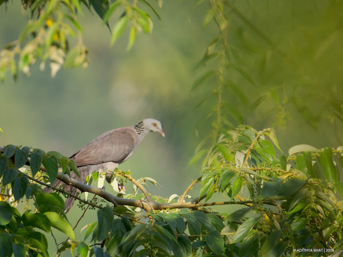 Nilgiri Wood-Pigeon - Adithya Bhat