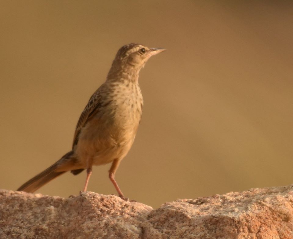 Long-billed Pipit (Indian) - ML115329121