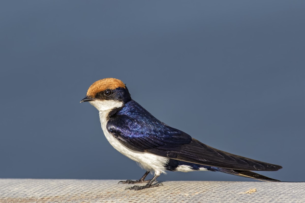 Wire-tailed Swallow - ML115329171