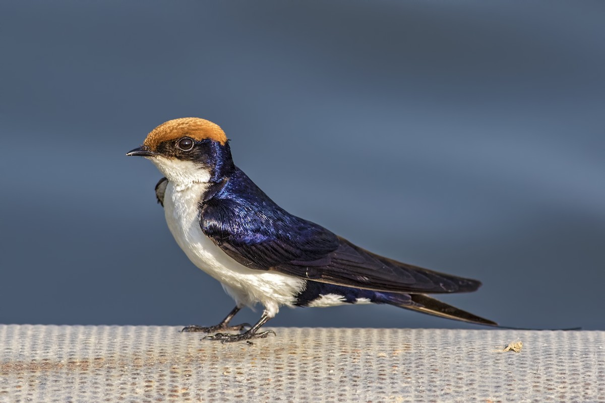 Wire-tailed Swallow - ML115329181