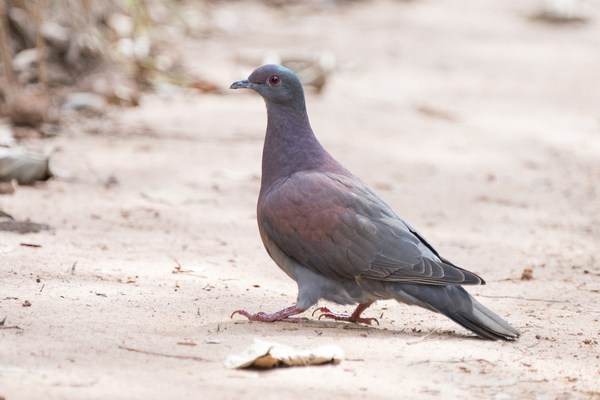 Pale-vented Pigeon - ML115330241