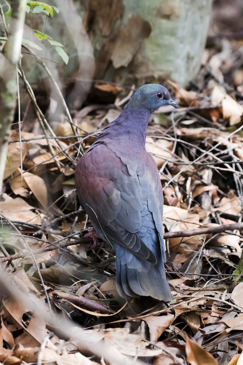 Pale-vented Pigeon - ML115330251