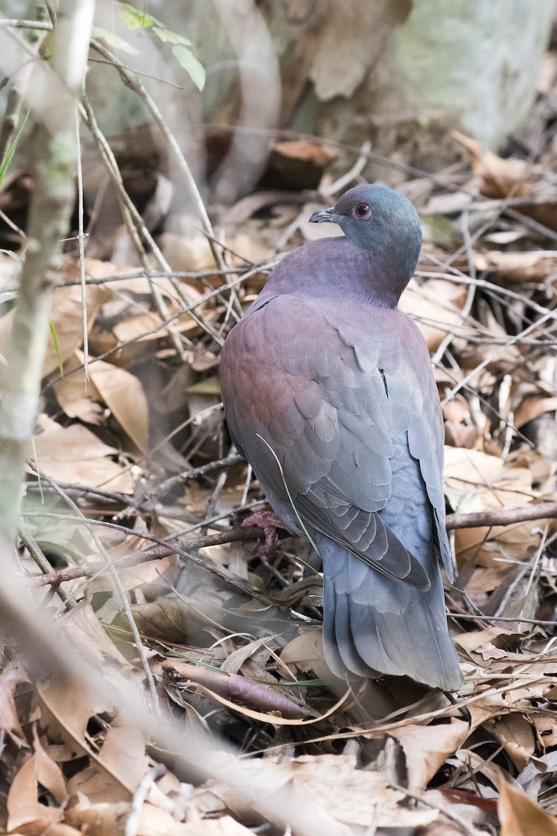 Pale-vented Pigeon - ML115330271
