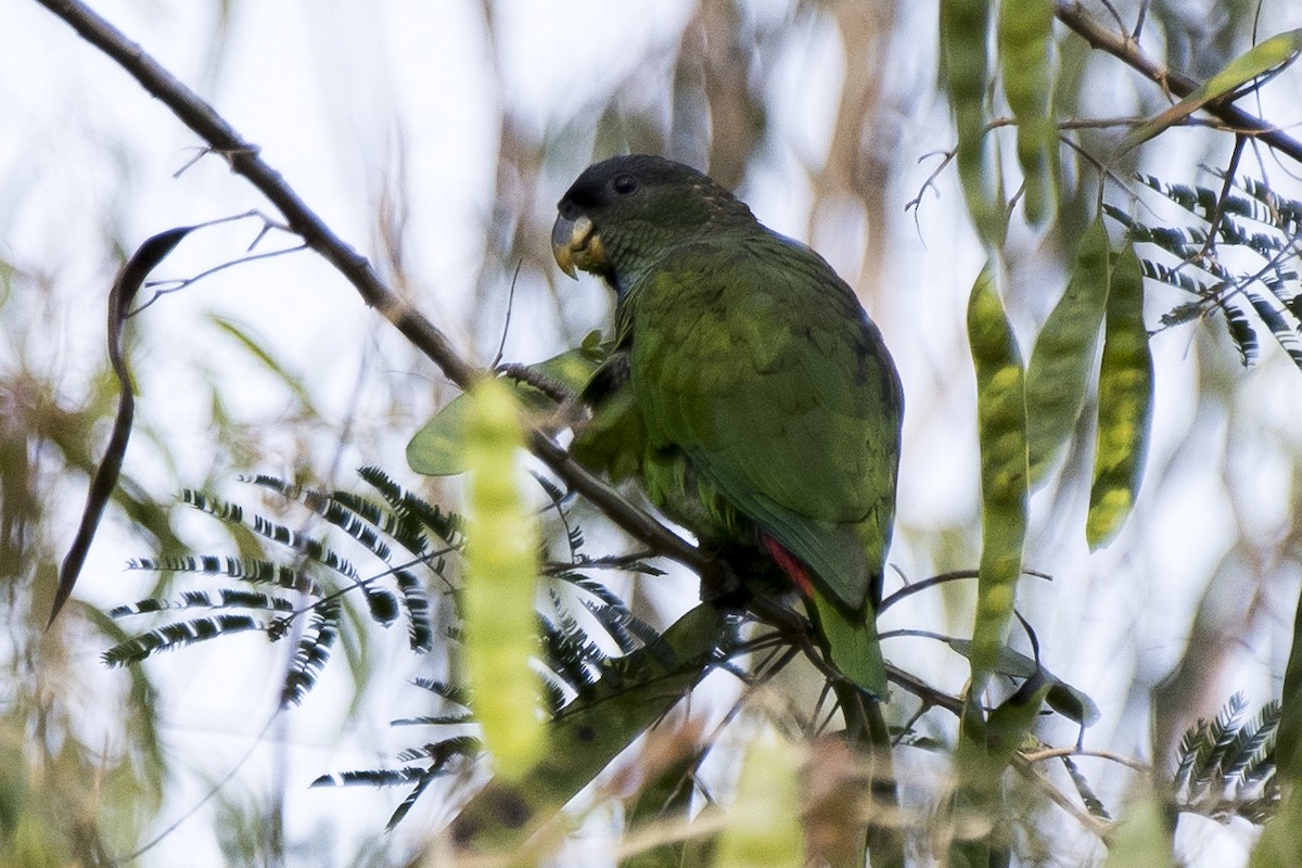 Scaly-headed Parrot - ML115330421