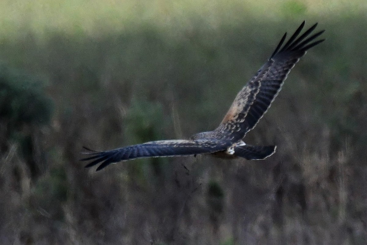 Spotted Harrier - ML115331151