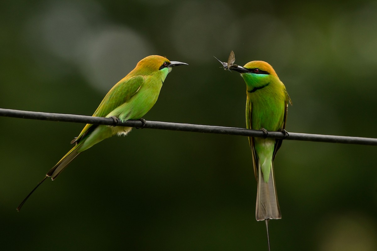 Asian Green Bee-eater - Prem Raut