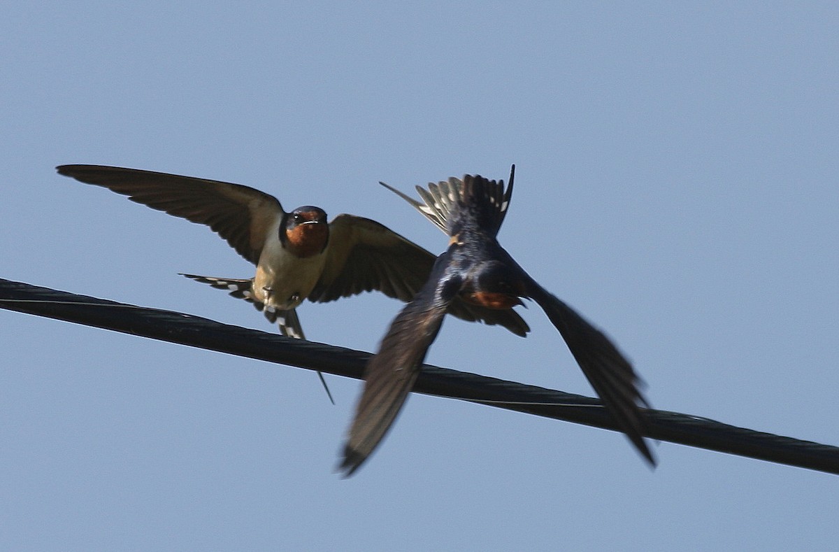 Barn Swallow - Guy Poisson