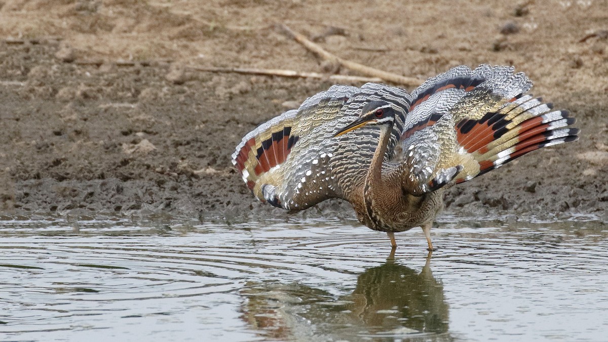 Sunbittern