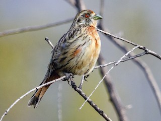  - Rufous-tailed Plantcutter