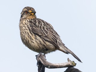  - Rufous-tailed Plantcutter