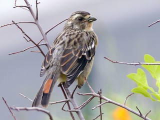  - Rufous-tailed Plantcutter