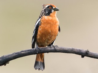  - Rufous-tailed Plantcutter