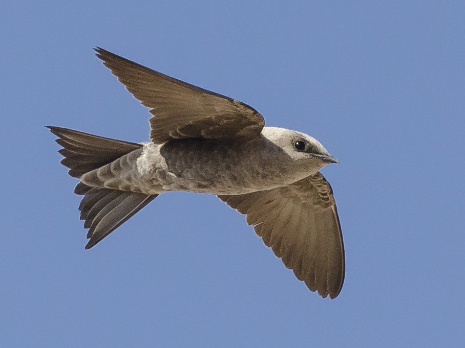 Peruvian Martin - eBird