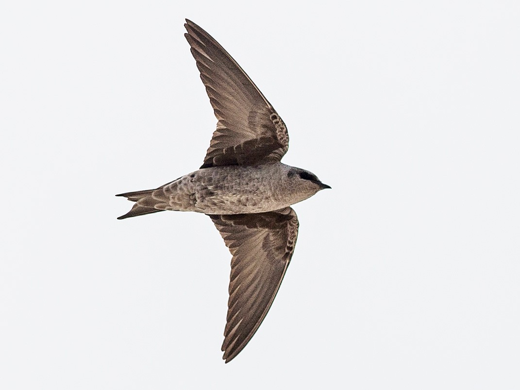 Peruvian Martin - eBird