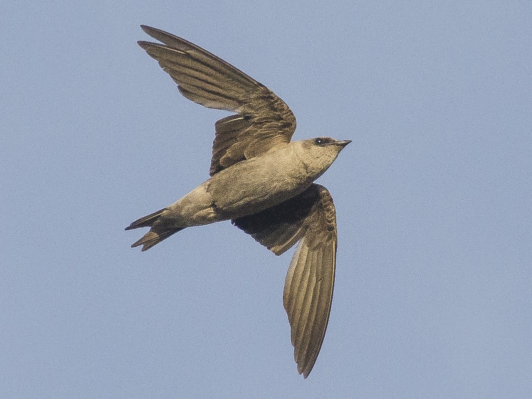 Peruvian Martin - eBird