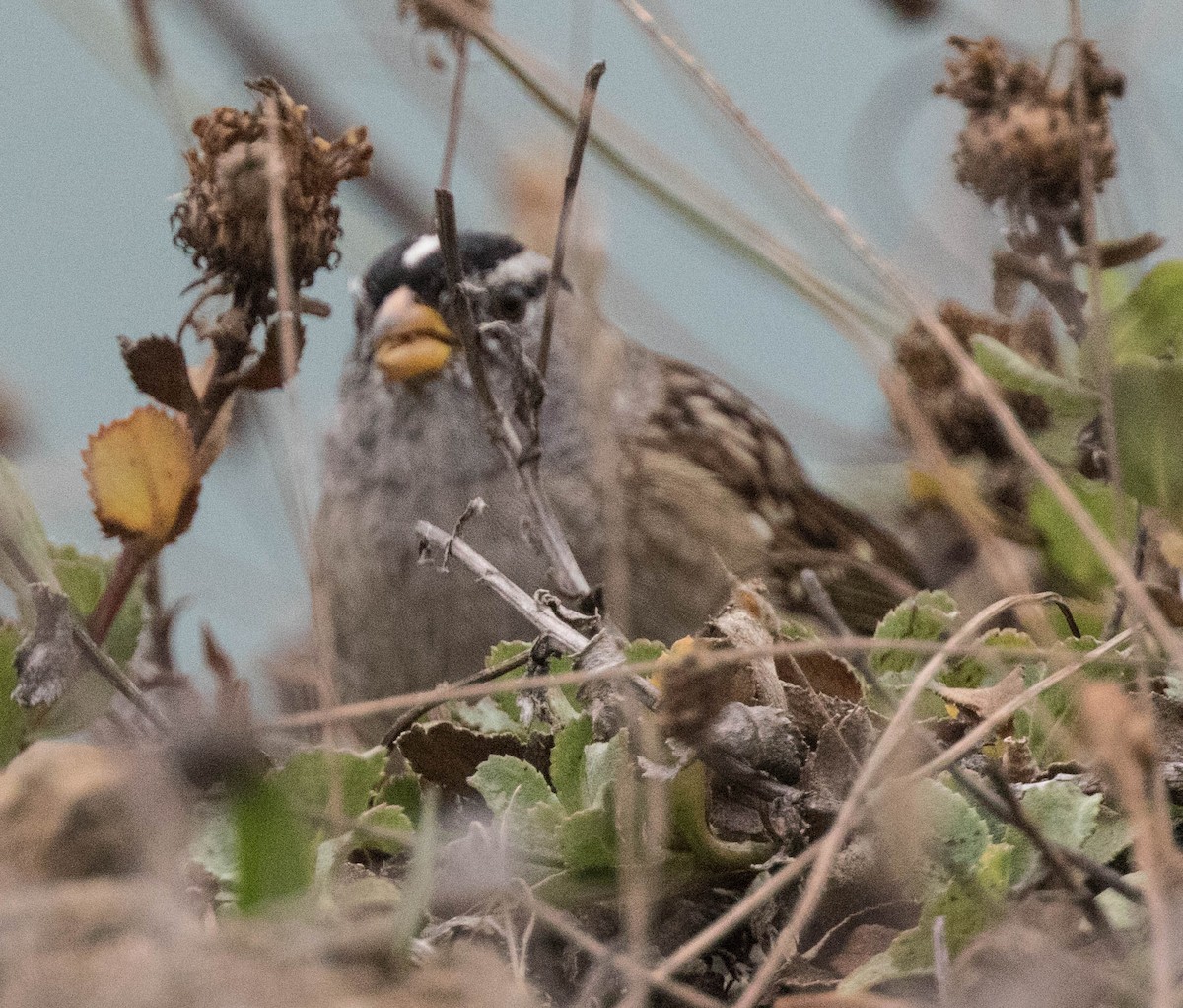 White-crowned Sparrow (nuttalli) - stevan brad