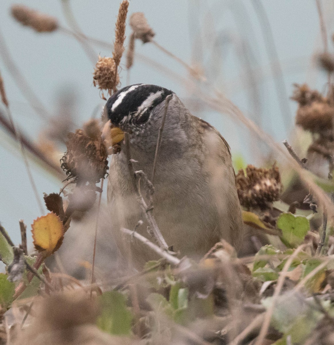 White-crowned Sparrow (nuttalli) - stevan brad