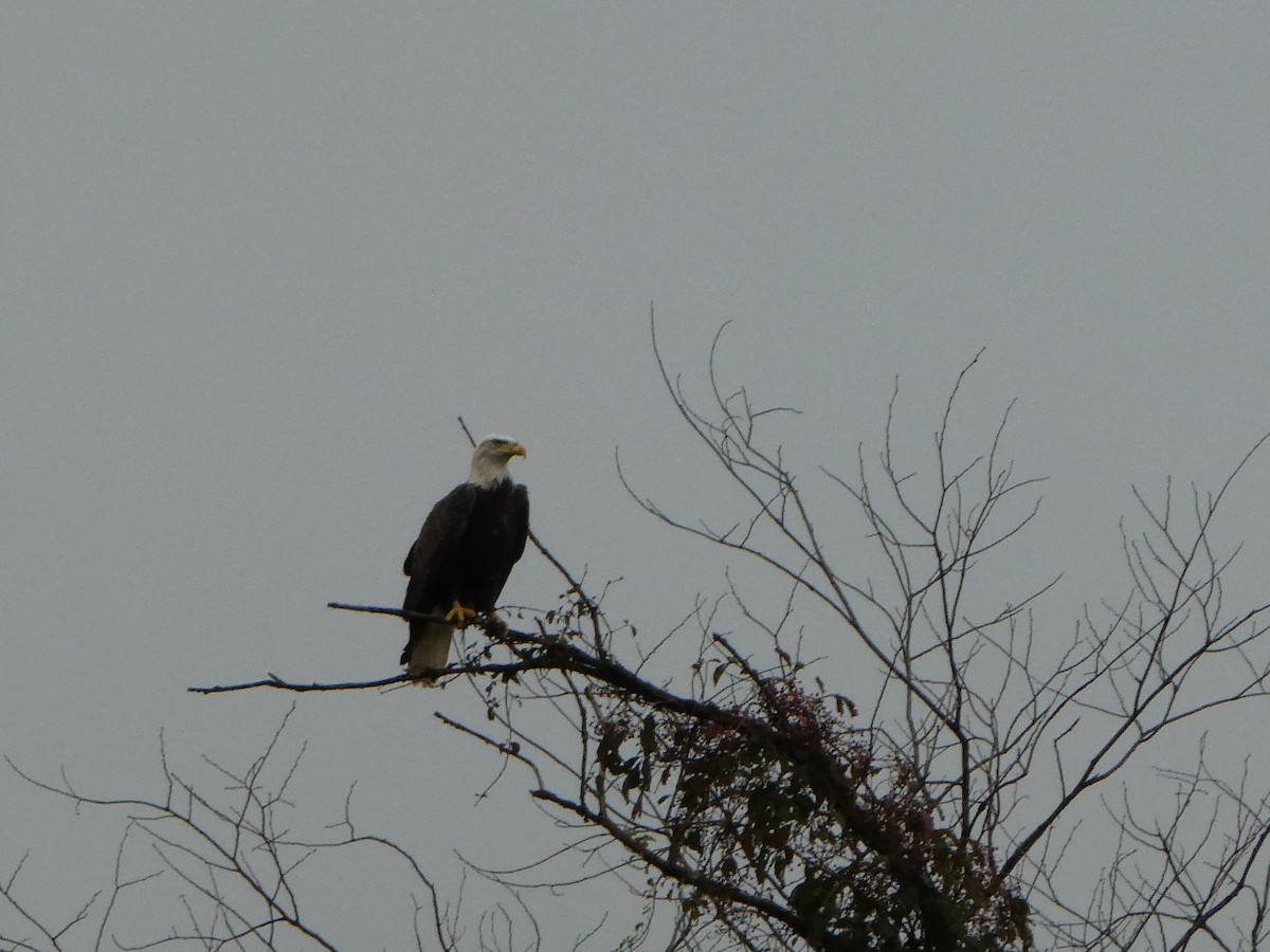 Bald Eagle - Andy Lariviere