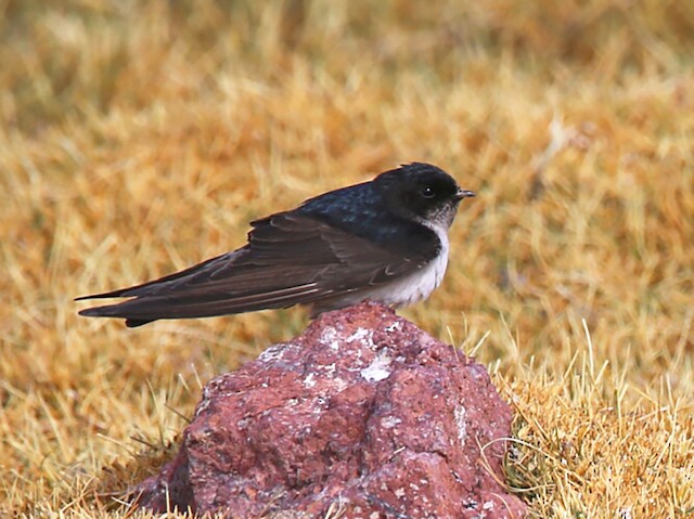 Adult - Andean Swallow - 