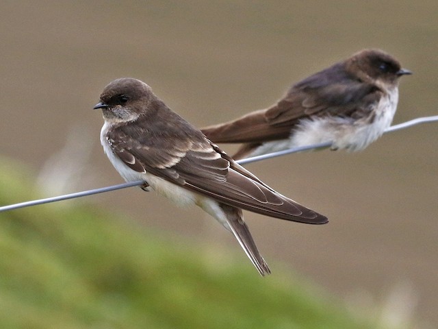 Juvenile - Andean Swallow - 