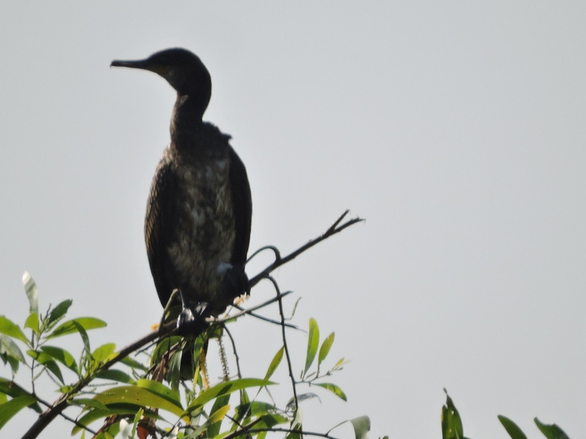 Indian Cormorant - Sanath Ramesh Manimoole