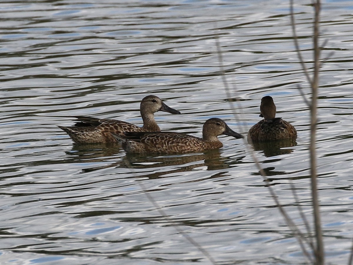Blue-winged Teal - ML115344551
