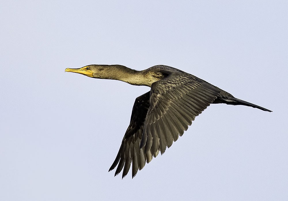 Double-crested Cormorant - Laura Meyers