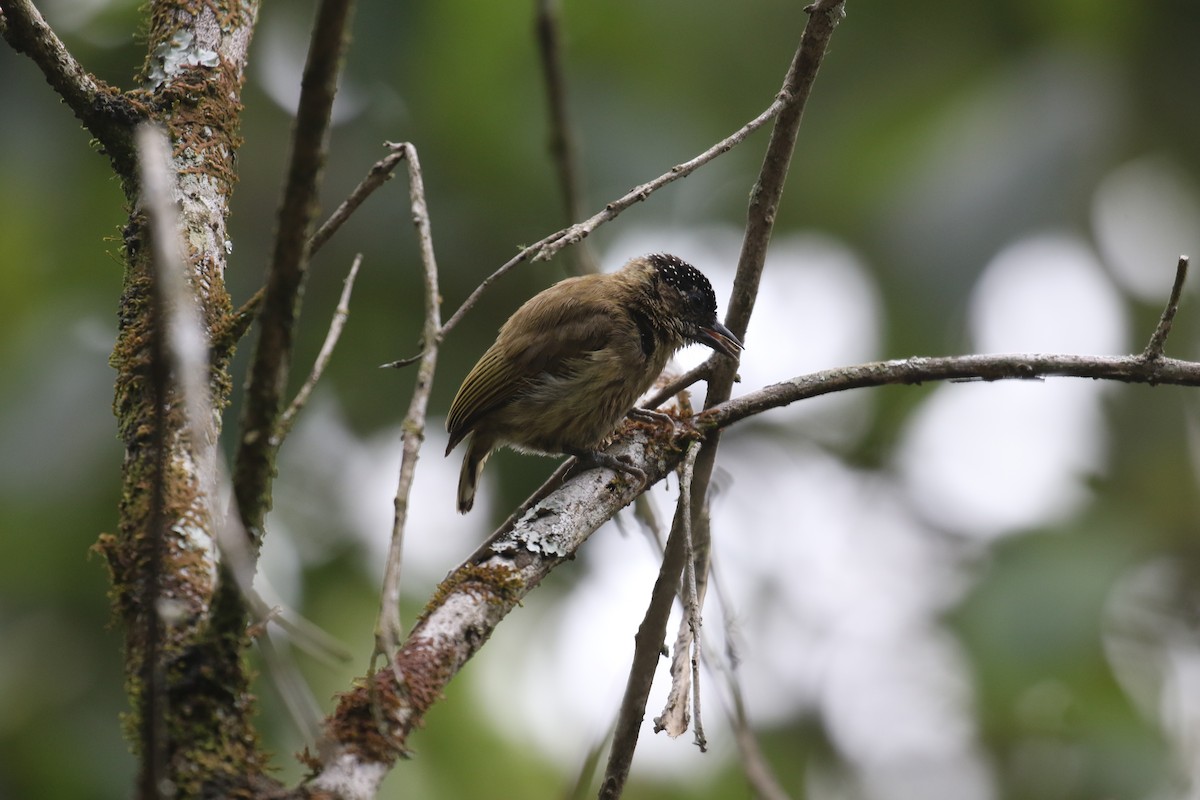 Olivaceous Piculet - ML115346061