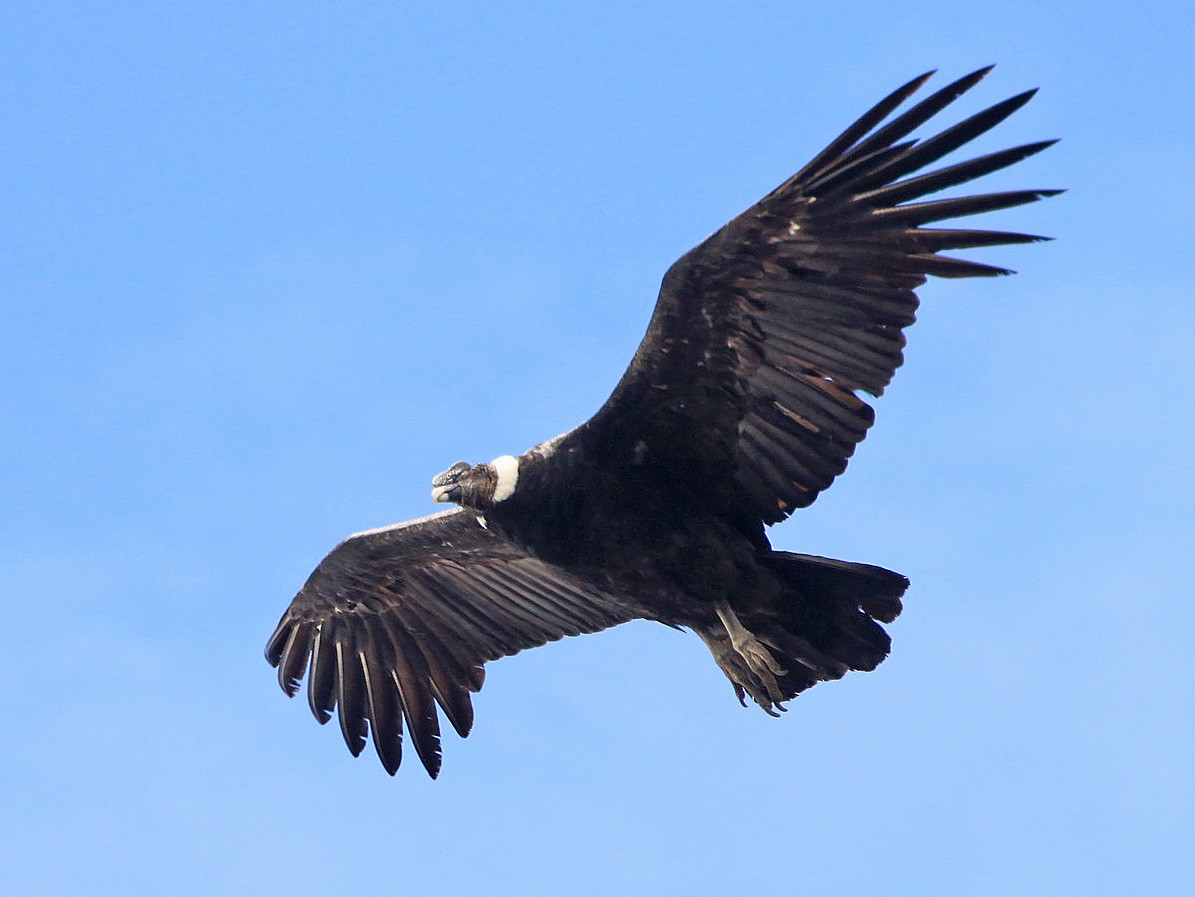 Andean Condor Ebird