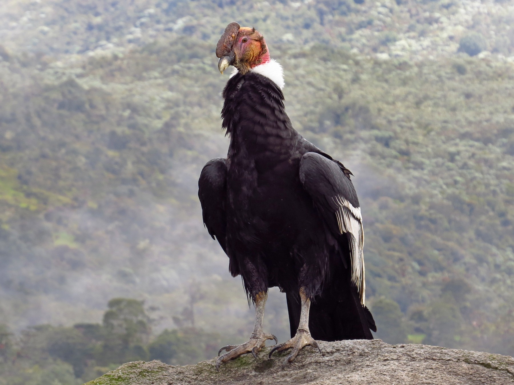 Andean Condor - Jorge Muñoz García   CAQUETA BIRDING