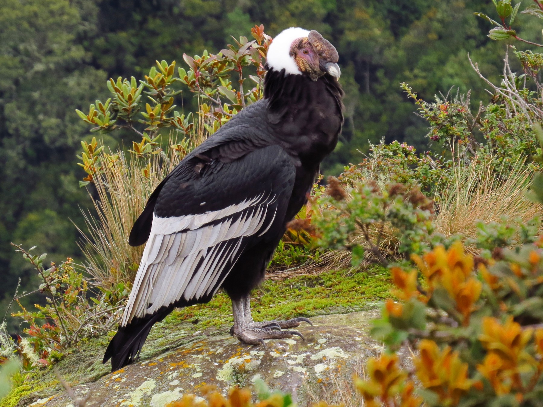 Andean Condor - Jorge Muñoz García   CAQUETA BIRDING