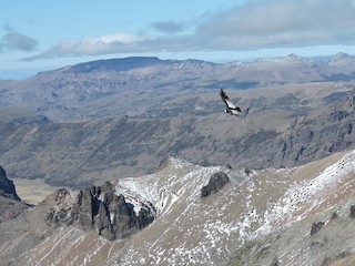  - Andean Condor
