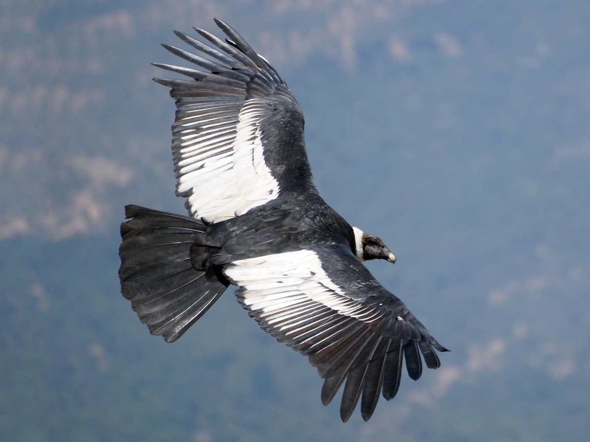 Andean Condor Ebird