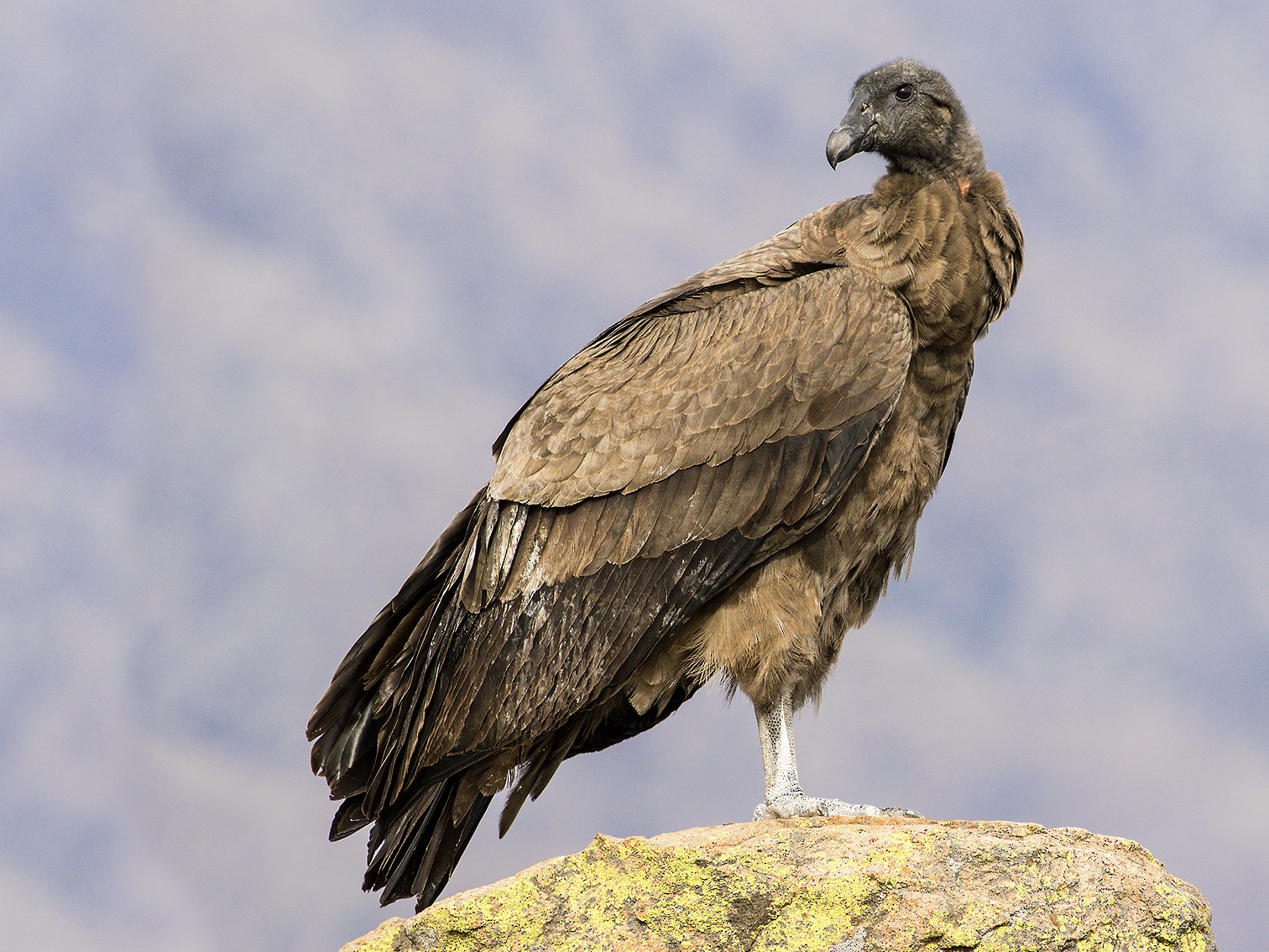 Andean Condor - Evangelina Indelicato