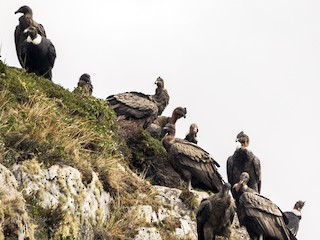 Andean Condor - eBird