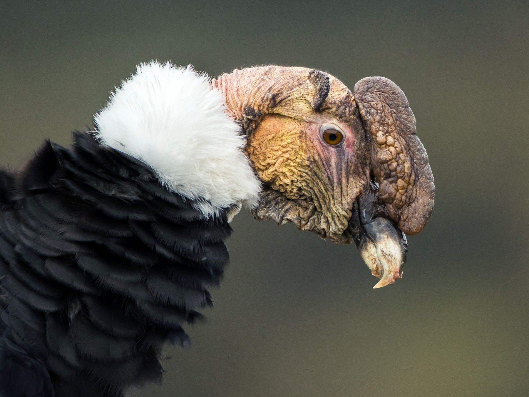 Andean Condor - Dorian Anderson