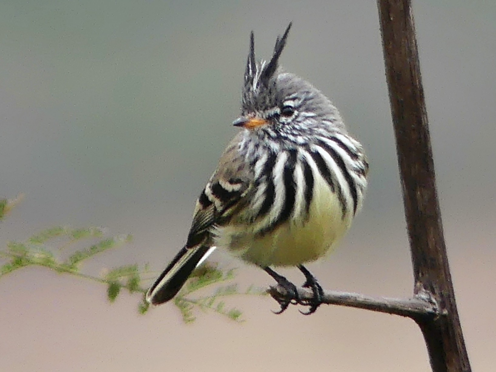 Yellow-billed Tit-Tyrant - Jorge  Quiroga