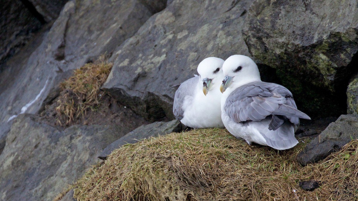 Northern Fulmar (Atlantic)