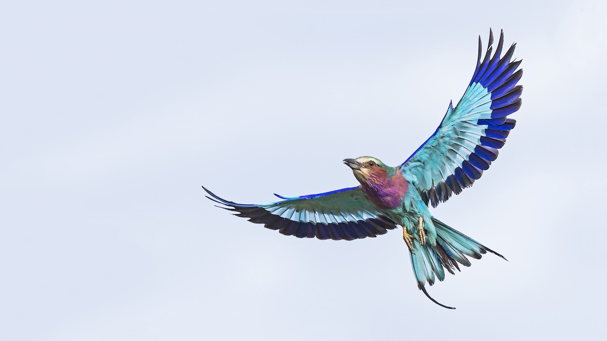 Lilac-breasted Roller