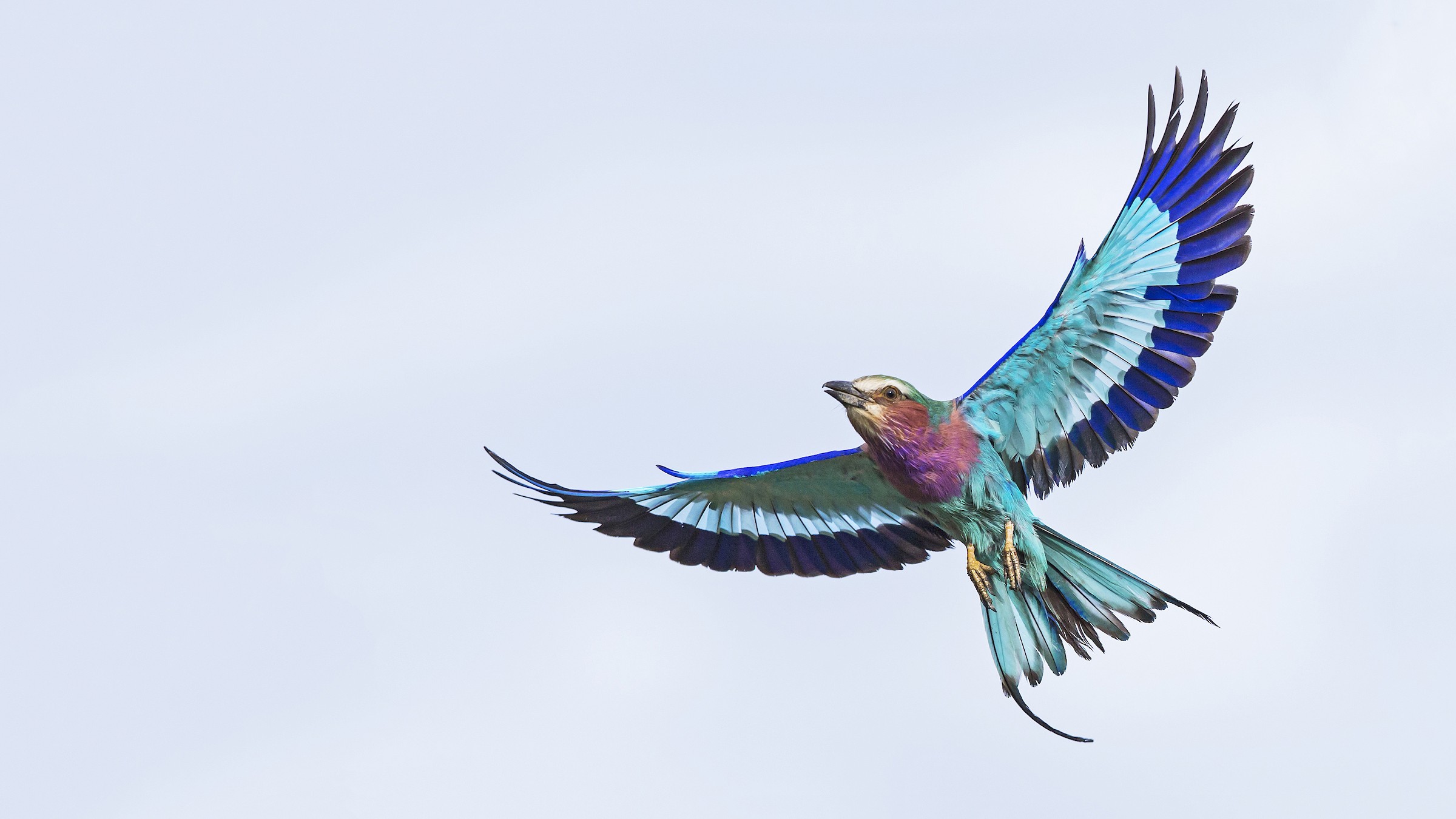 Sumatran Ground-Cuckoo