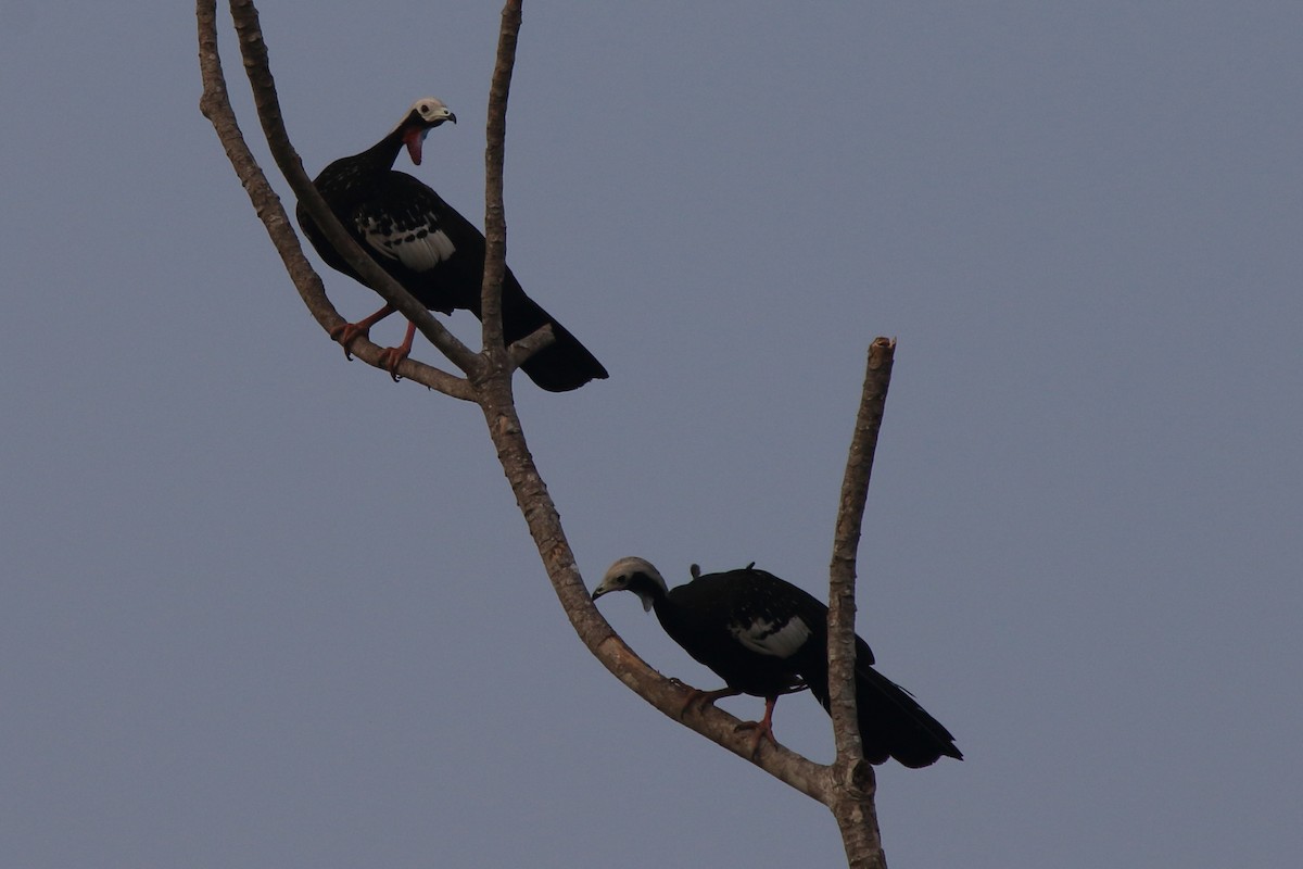 Red-throated Piping-Guan (White-crested) - Fabio Olmos