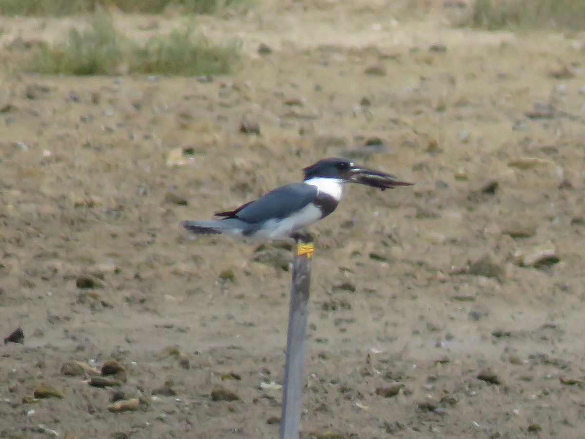 Belted Kingfisher - ML115353451